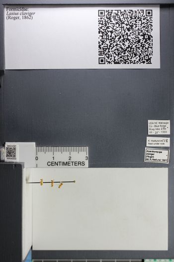 Media type: image;   Entomology 556202